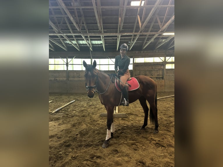 Pur-sang anglais Hongre 7 Ans 163 cm Bai cerise in Williston, VT