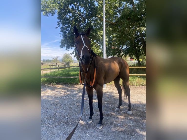 Pur-sang anglais Hongre 7 Ans 163 cm Bai in Oberstammheim