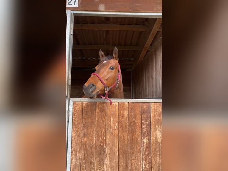Pur-sang anglais Hongre 7 Ans 163 cm Bai in Oberstammheim