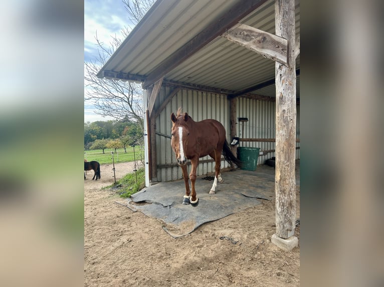 Pur-sang anglais Hongre 7 Ans 165 cm Alezan in Niedernberg