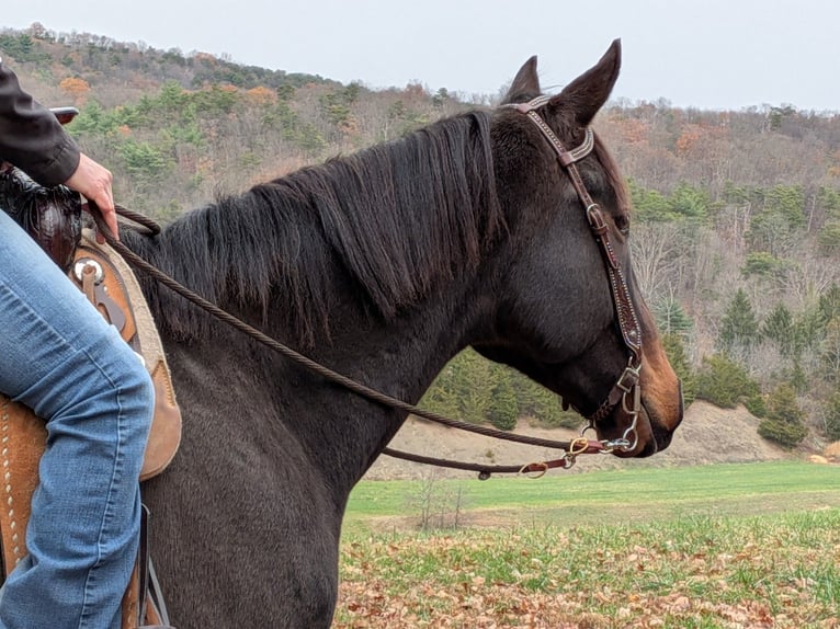 Pur-sang anglais Hongre 7 Ans 165 cm Bai cerise in Middleburg