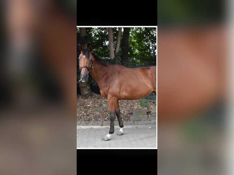 Pur-sang anglais Hongre 7 Ans 165 cm Bai in Köln