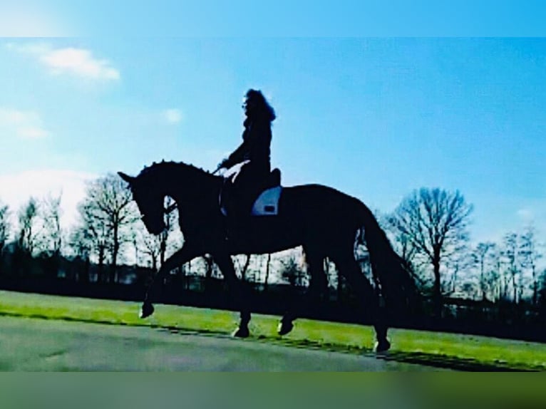 Pur-sang anglais Hongre 7 Ans 168 cm Bai in Berlikum