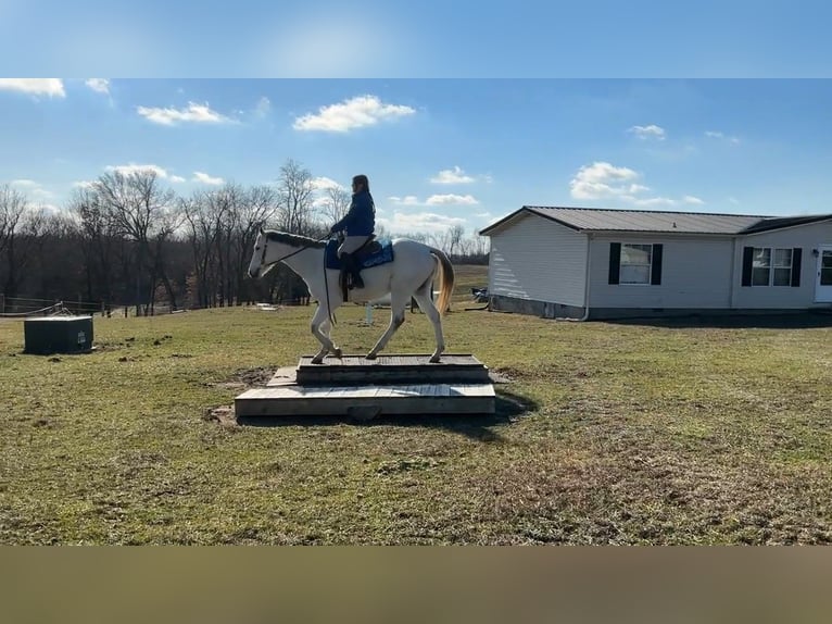 Pur-sang anglais Hongre 7 Ans 168 cm Gris in Lexington