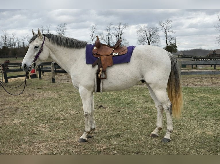 Pur-sang anglais Hongre 7 Ans 168 cm Gris in Lexington