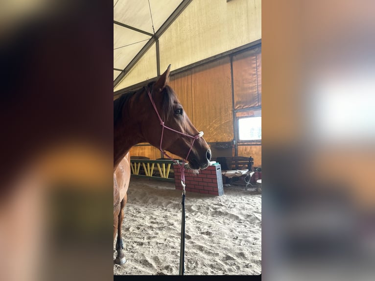 Pur-sang anglais Hongre 7 Ans 170 cm Bai brun in Rudyszwałd