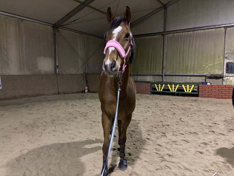 Pur-sang anglais Hongre 7 Ans 170 cm Bai brun in Rudyszwałd