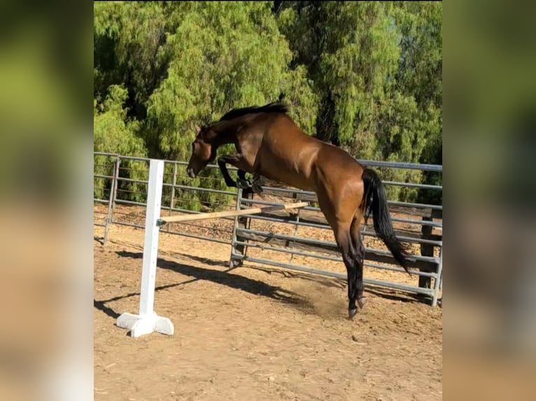 Pur-sang anglais Hongre 7 Ans 183 cm Bai cerise in Atascadero, California