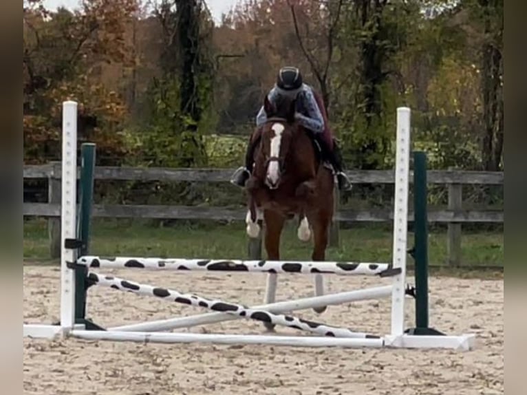 Pur-sang anglais Hongre 8 Ans 152 cm Roan-Bay in Carnesville, GA
