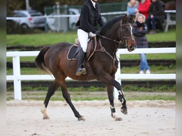 Pur-sang anglais Hongre 8 Ans 157 cm Bai brun foncé in camors