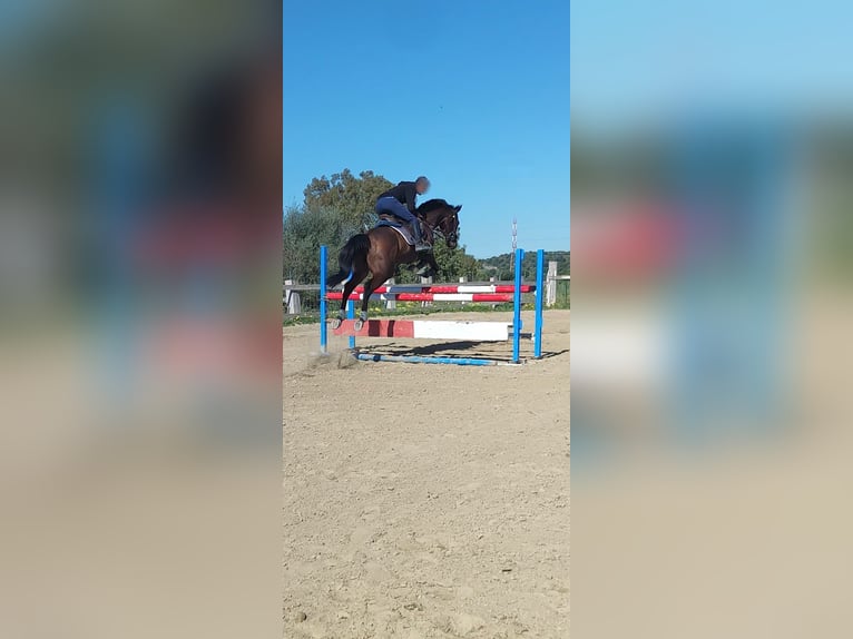 Pur-sang anglais Hongre 8 Ans 163 cm Bai in Catania