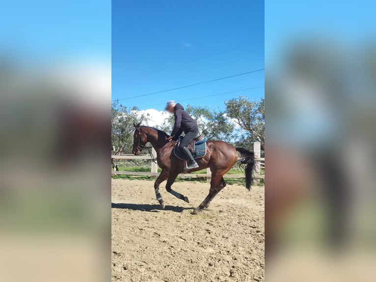 Pur-sang anglais Hongre 8 Ans 163 cm Bai in Catania