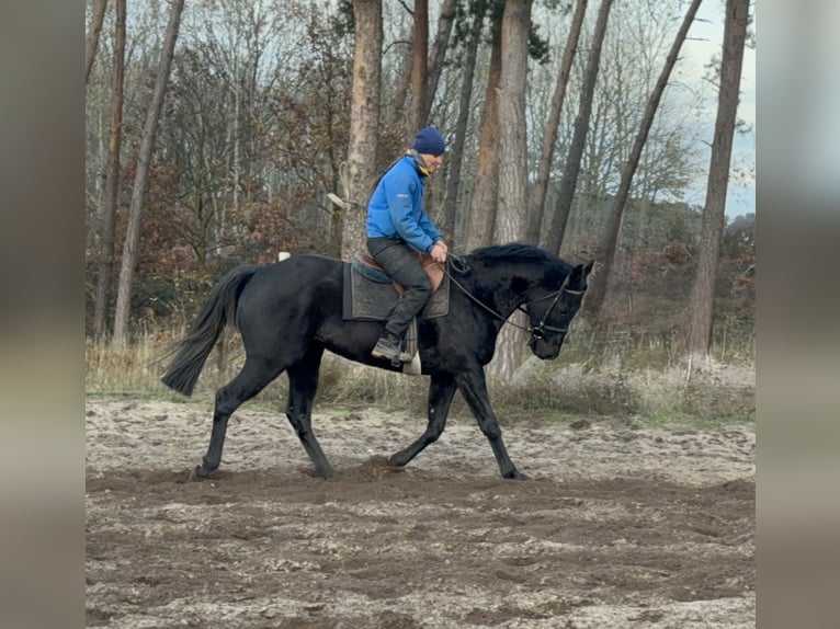 Pur-sang anglais Hongre 8 Ans 163 cm Noir in Möser