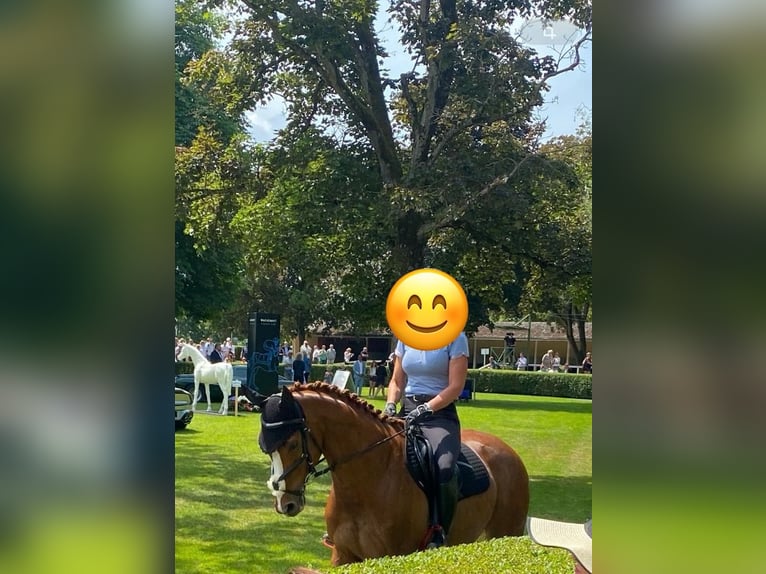 Pur-sang anglais Hongre 8 Ans 164 cm Alezan in Sinzheim