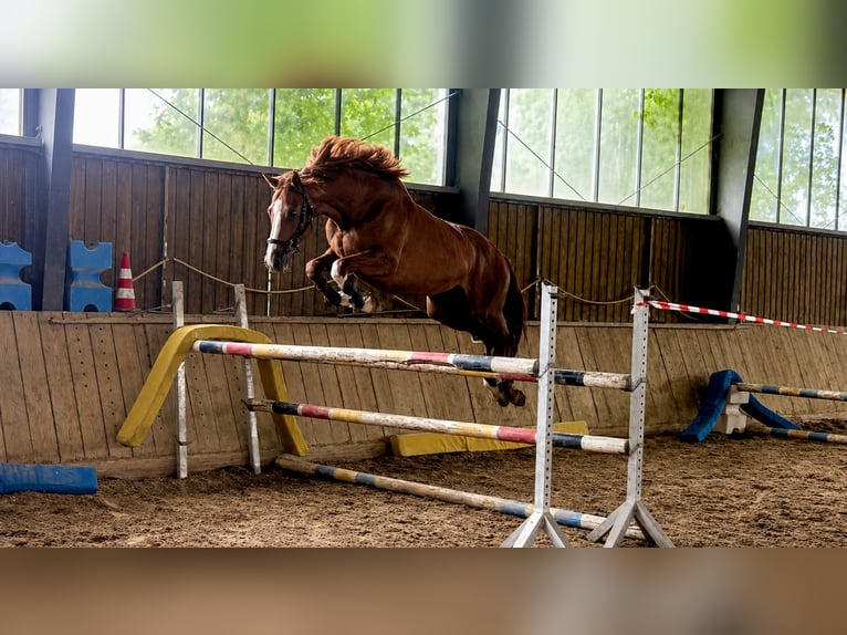 Pur-sang anglais Hongre 8 Ans 164 cm Alezan in Sinzheim