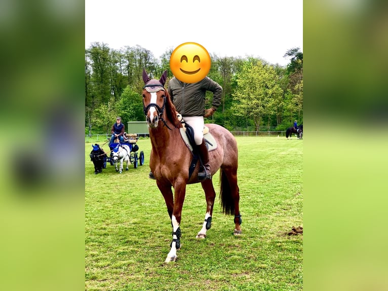 Pur-sang anglais Hongre 8 Ans 164 cm Alezan in Sinzheim