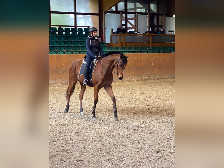 Pur-sang anglais Hongre 8 Ans 164 cm Bai clair in Wassenberg