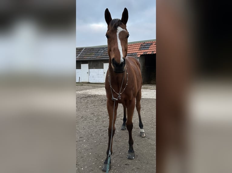 Pur-sang anglais Hongre 8 Ans 164 cm Bai clair in Wassenberg