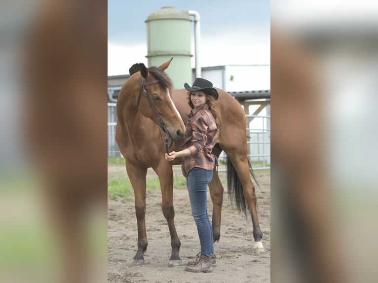 Pur-sang anglais Hongre 8 Ans 164 cm Bai clair in Wassenberg