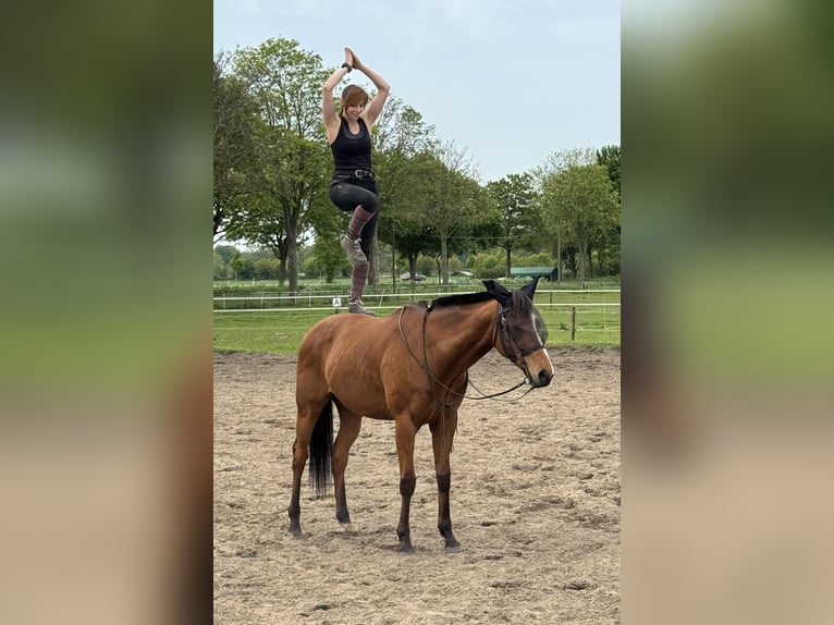 Pur-sang anglais Hongre 8 Ans 164 cm Bai clair in Wassenberg