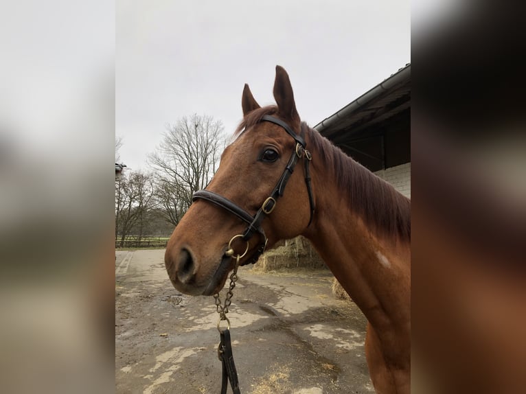 Pur-sang anglais Hongre 8 Ans 165 cm Alezan in Bornheim