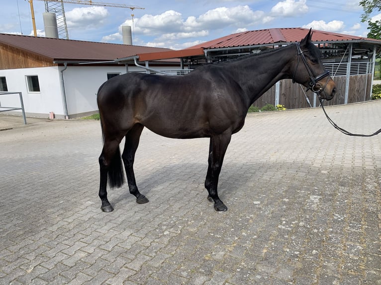 Pur-sang anglais Hongre 8 Ans 165 cm Bai brun foncé in Wernau