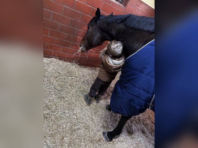 Pur-sang anglais Hongre 8 Ans 165 cm Bai in Lützen