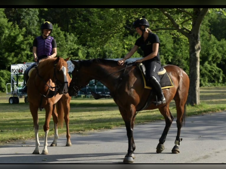 Pur-sang anglais Hongre 8 Ans 165 cm Bai in Moosbrunn