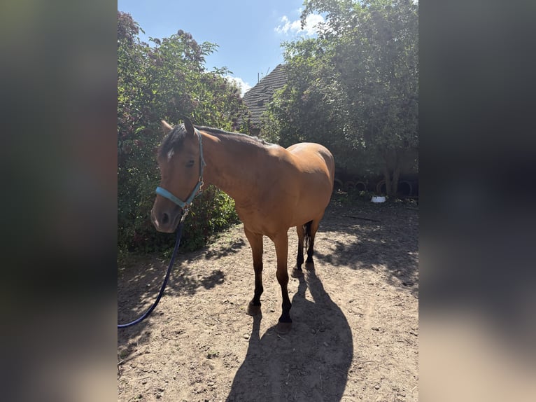 Pur-sang anglais Croisé Hongre 8 Ans 165 cm Bai in Schricke