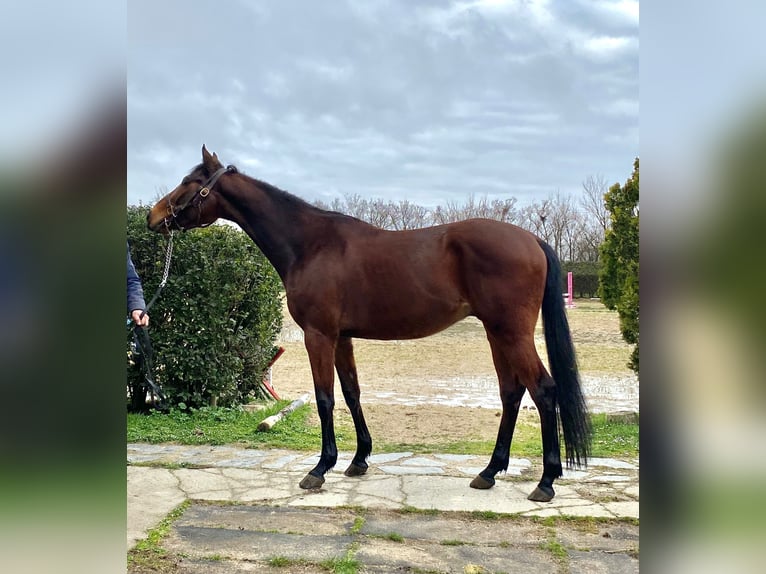 Pur-sang anglais Hongre 8 Ans 165 cm Bai in Palencia
