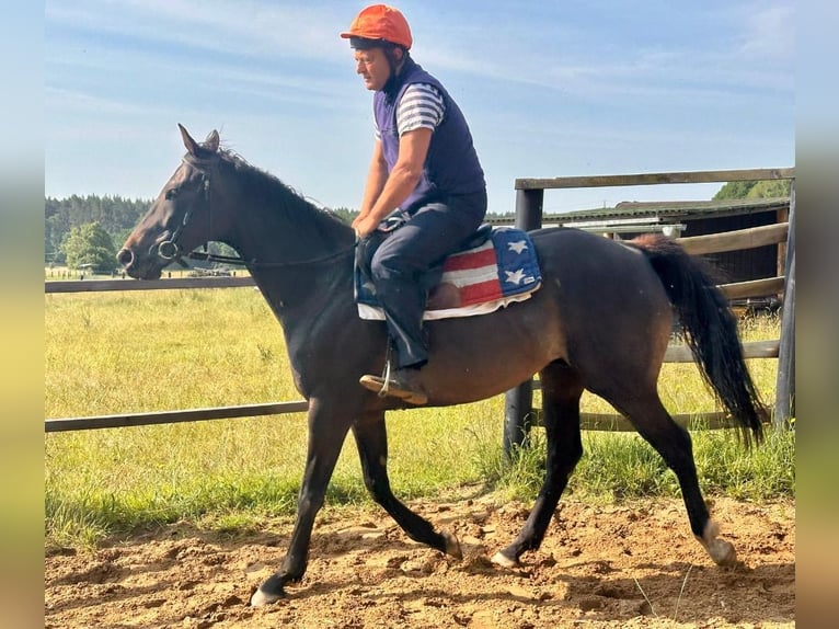 Pur-sang anglais Hongre 8 Ans 166 cm Bai brun in Noviny pod Ralskem