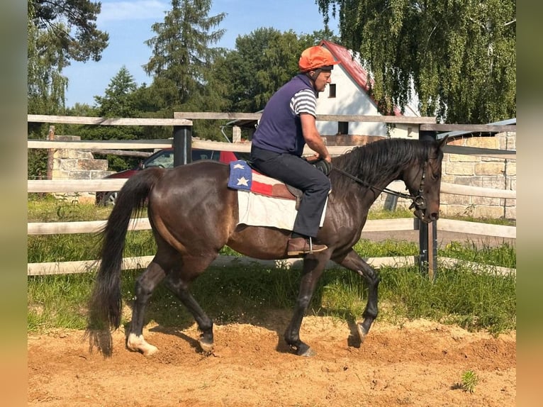 Pur-sang anglais Hongre 8 Ans 166 cm Bai brun in Noviny pod Ralskem