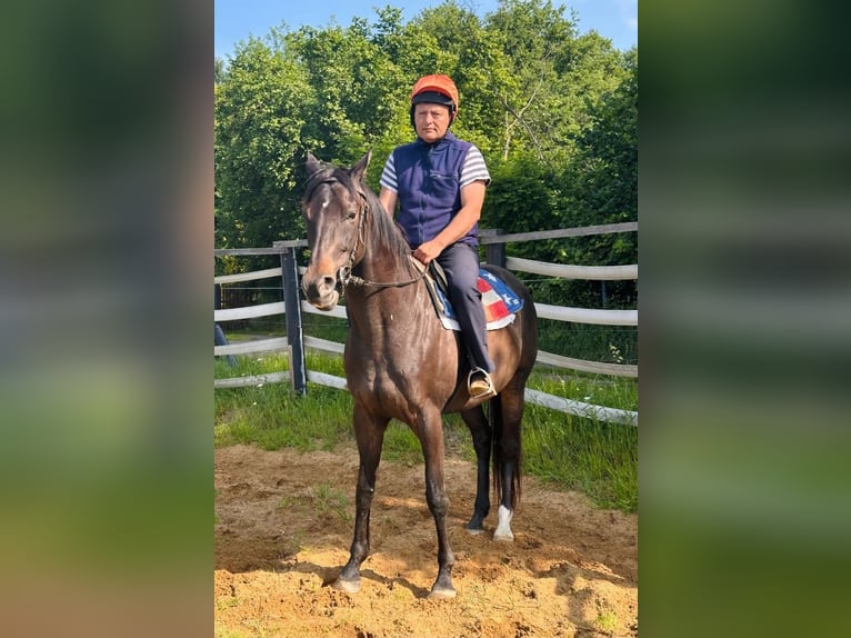 Pur-sang anglais Hongre 8 Ans 166 cm Bai brun in Noviny pod Ralskem