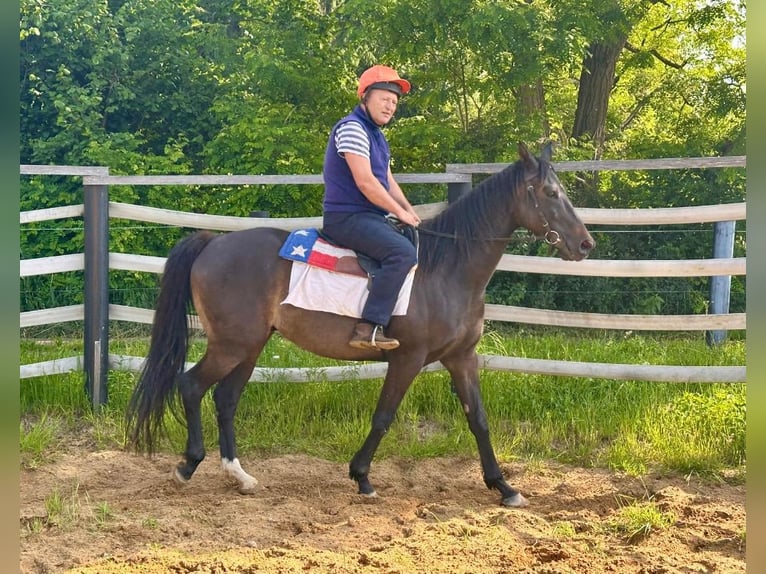 Pur-sang anglais Hongre 8 Ans 166 cm Bai brun in Noviny pod Ralskem