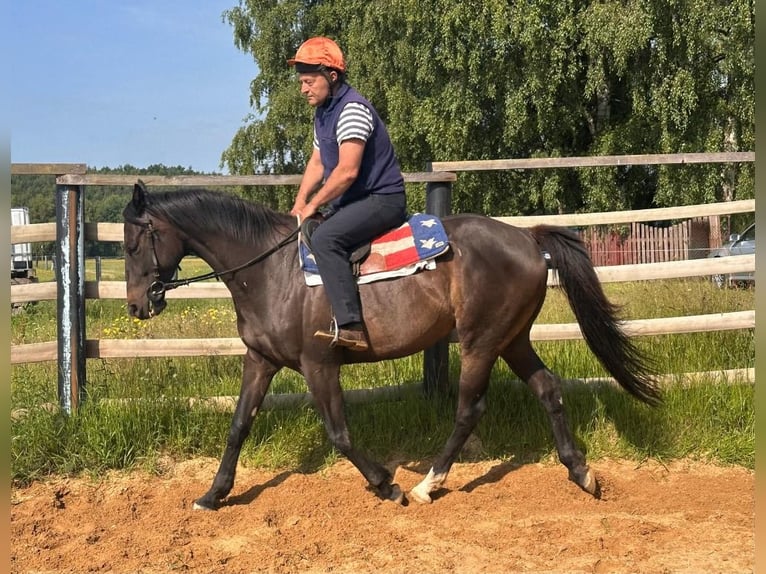 Pur-sang anglais Hongre 8 Ans 166 cm Bai brun in Noviny pod Ralskem