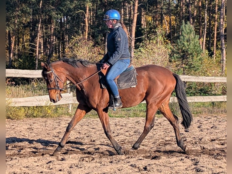 Pur-sang anglais Hongre 8 Ans 166 cm in Möser