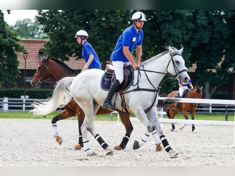 Pur-sang anglais Hongre 8 Ans 169 cm Gris in Tatinghem