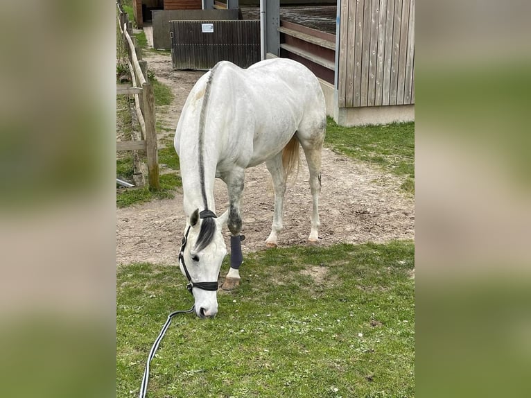 Pur-sang anglais Hongre 8 Ans 169 cm Gris in Tatinghem