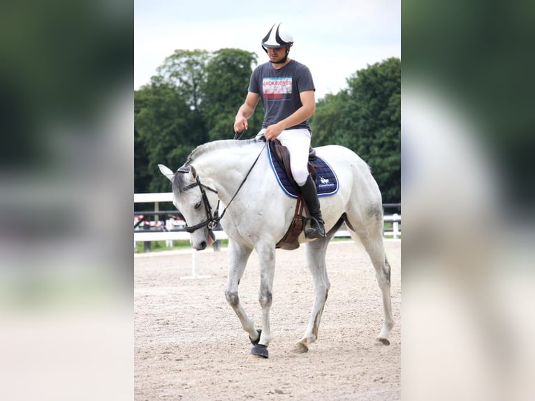 Pur-sang anglais Hongre 8 Ans 169 cm Gris in Tatinghem