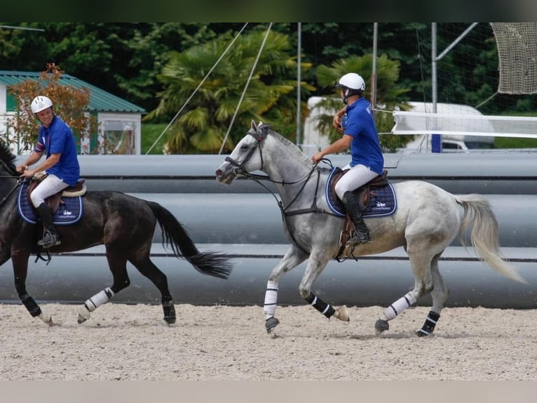 Pur-sang anglais Hongre 8 Ans 169 cm Gris in Tatinghem