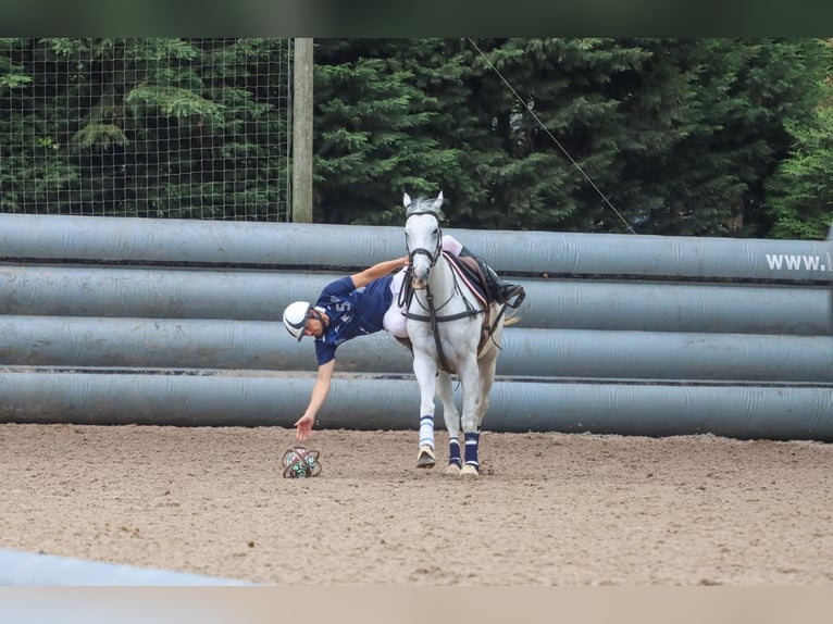 Pur-sang anglais Hongre 8 Ans 169 cm Gris in Tatinghem