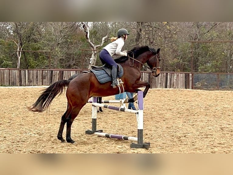 Pur-sang anglais Hongre 9 Ans 163 cm Bai cerise in Aberdeen