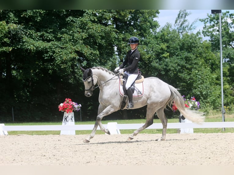 Pur-sang anglais Hongre 9 Ans 163 cm Gris (bai-dun) in Brochterbeck