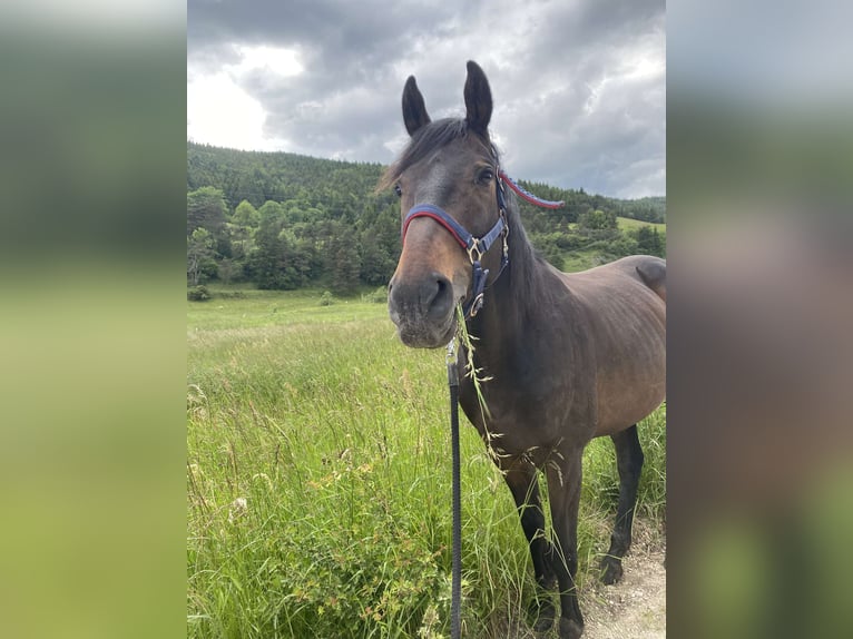 Pur-sang anglais Hongre 9 Ans 165 cm Bai cerise in Villard de lans