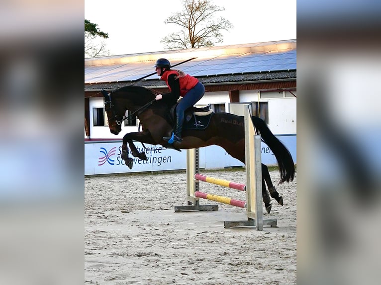 Pur-sang anglais Hongre 9 Ans 167 cm Bai brun in Mannheim