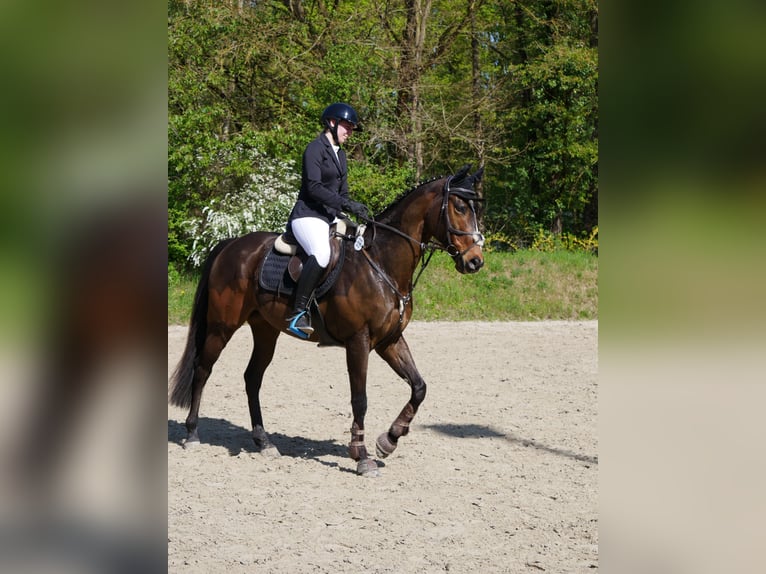 Pur-sang anglais Hongre 9 Ans 167 cm Bai brun in Mannheim