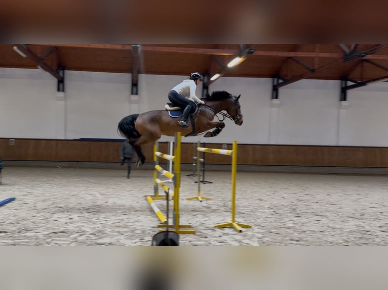 Pur-sang anglais Hongre 9 Ans 170 cm Bai in Łazy