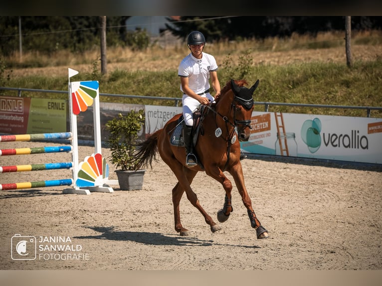 Pur-sang anglais Croisé Hongre 9 Ans 173 cm Alezan in Ravensburg