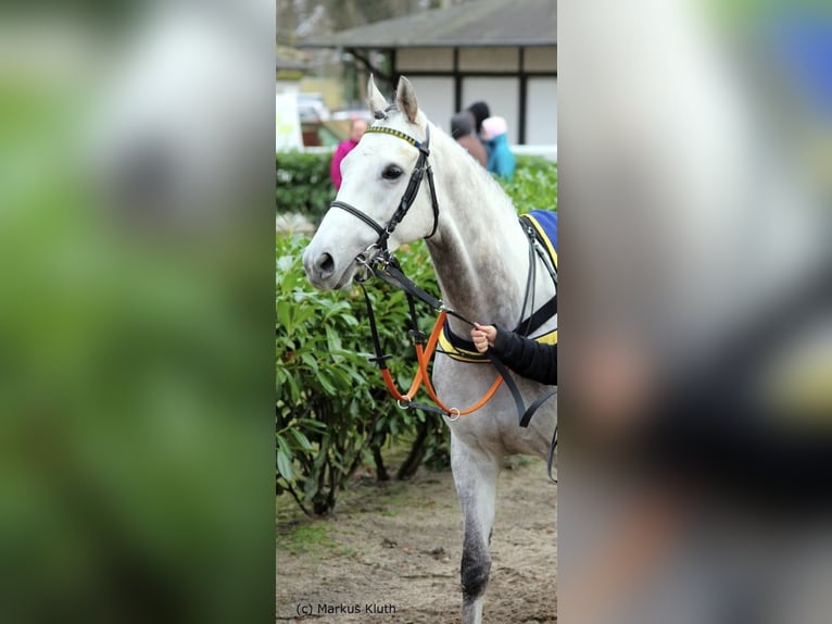 Pur-sang anglais Inconnu 9 Ans 162 cm Gris in Iffezheim