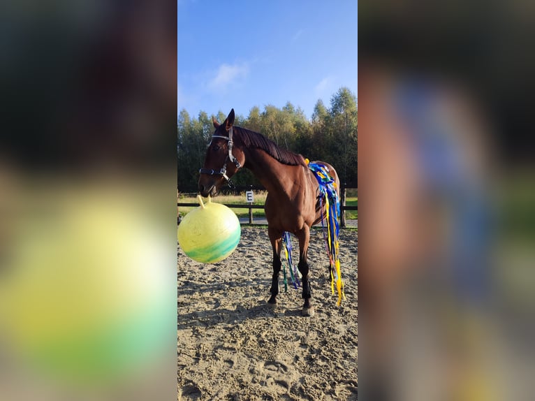 Pur-sang anglais Jument 10 Ans 158 cm Bai in Świerklany